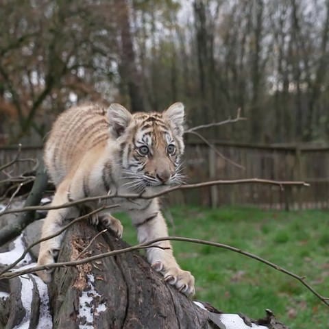 Tigerbaby (Foto: SWR)
