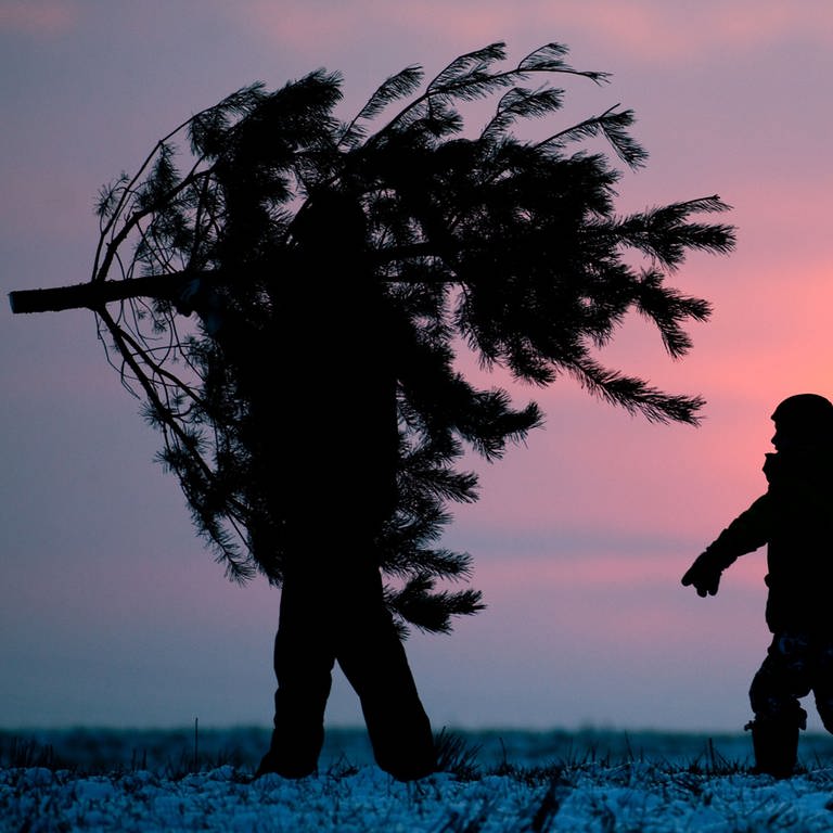 Ein Mann trägt einen Weihnachtsbaum, zwei Kinder folgen ihm und tragen zusammen eine Säge. (Foto: picture-alliance / Reportdienste, picture alliance / Patrick Pleul/dpa-Zentralbild/dpa | Patrick Pleul)