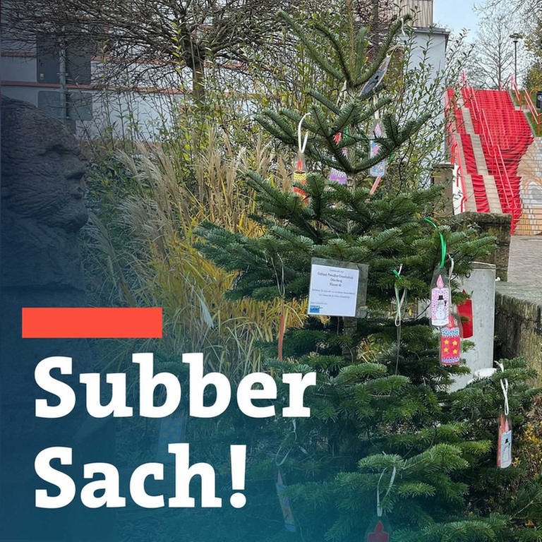 Weihnachtsbaum der Grundschule Otterberg ist zurück