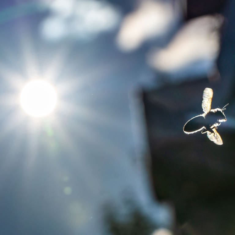 Eine Honigbiene ist vor der tief stehenden Nachmittagssonne auf dem Weg zurück in den Stock. (Foto: dpa Bildfunk, picture alliance/dpa | Frank Rumpenhorst)