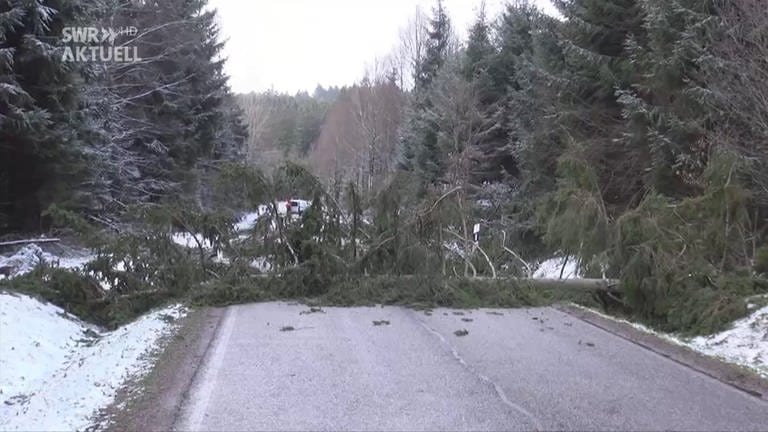 Sturmschäden: Ein Baum ist über eine Straße gestürzt (Foto: SWR)