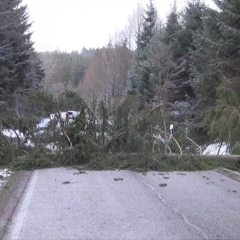 Sturmschäden: Ein Baum ist über eine Straße gestürzt
