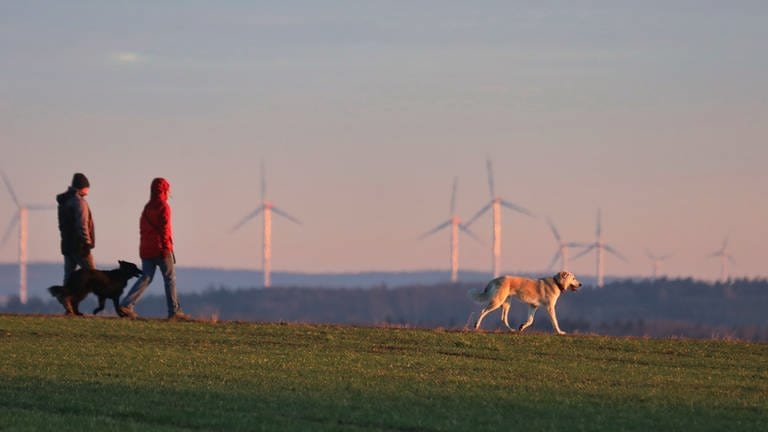Behörden in Rheinland-Pfalz registrieren immer öfter Beißattacken durch freilaufende Hunde. (Foto: picture-alliance / Reportdienste, dpa Bildfunk, picture alliance/dpa | Ralf Zwiebler)