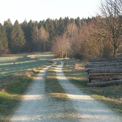 Weg führt in einen Wald (Foto: SWR, SWR)