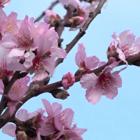 Mandelblüten am Baum (Foto: SWR)