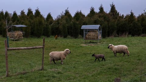 Zwei Schafe und ein Lamm stehen auf einer Wiese im Hunsrück. 