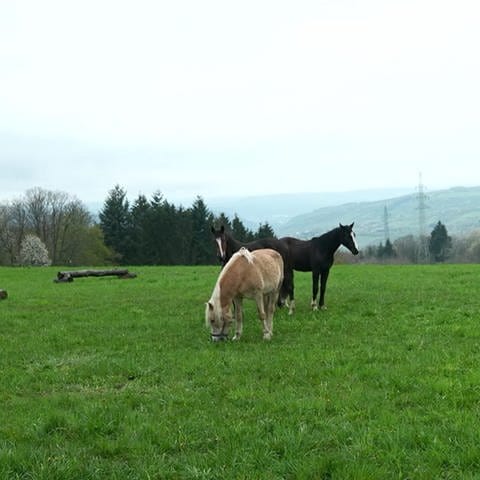 Pferde auf der Weide (Foto: SWR)