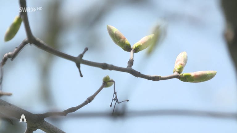 Frühlingsknospen an einem Baum (Foto: SWR, SWR)