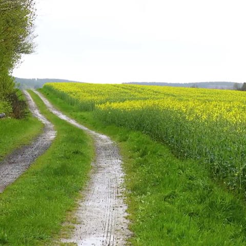Feld mit Blumen in Rommersheim