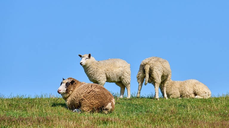 Schafe liegen auf einer grünen Wiese. (Foto: picture-alliance / Reportdienste, Peter Schatz)