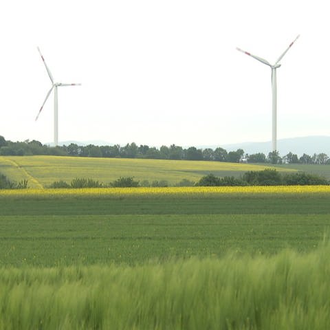 Ein Weizenfeld (Foto: SWR, SWR)