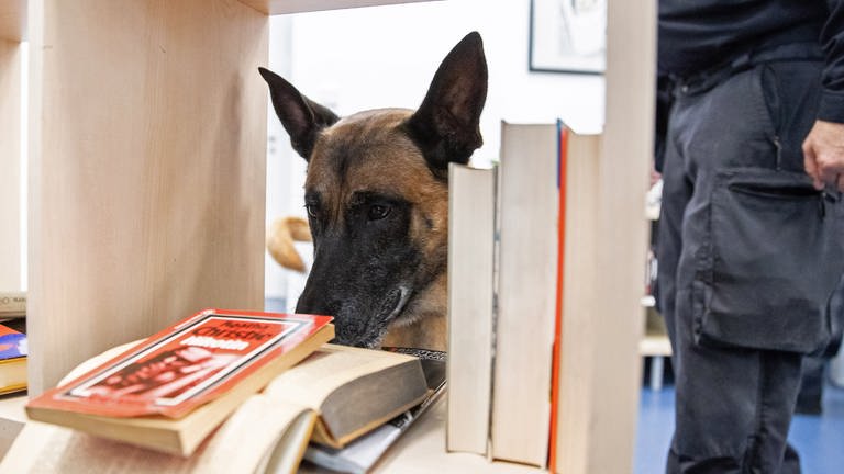Datenträger-Spürhunde finden Notebooks, Handys oder USB-Sticks.