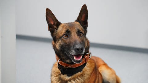 Der belgische Schäferhund "Jack" ist für die rheinland-pfälzische Polizei als Datenträger-Spürhund im Einsatz.