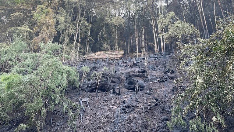 Verbrannter Wald und verbrannte Böschung an der L482 bei Rodalben