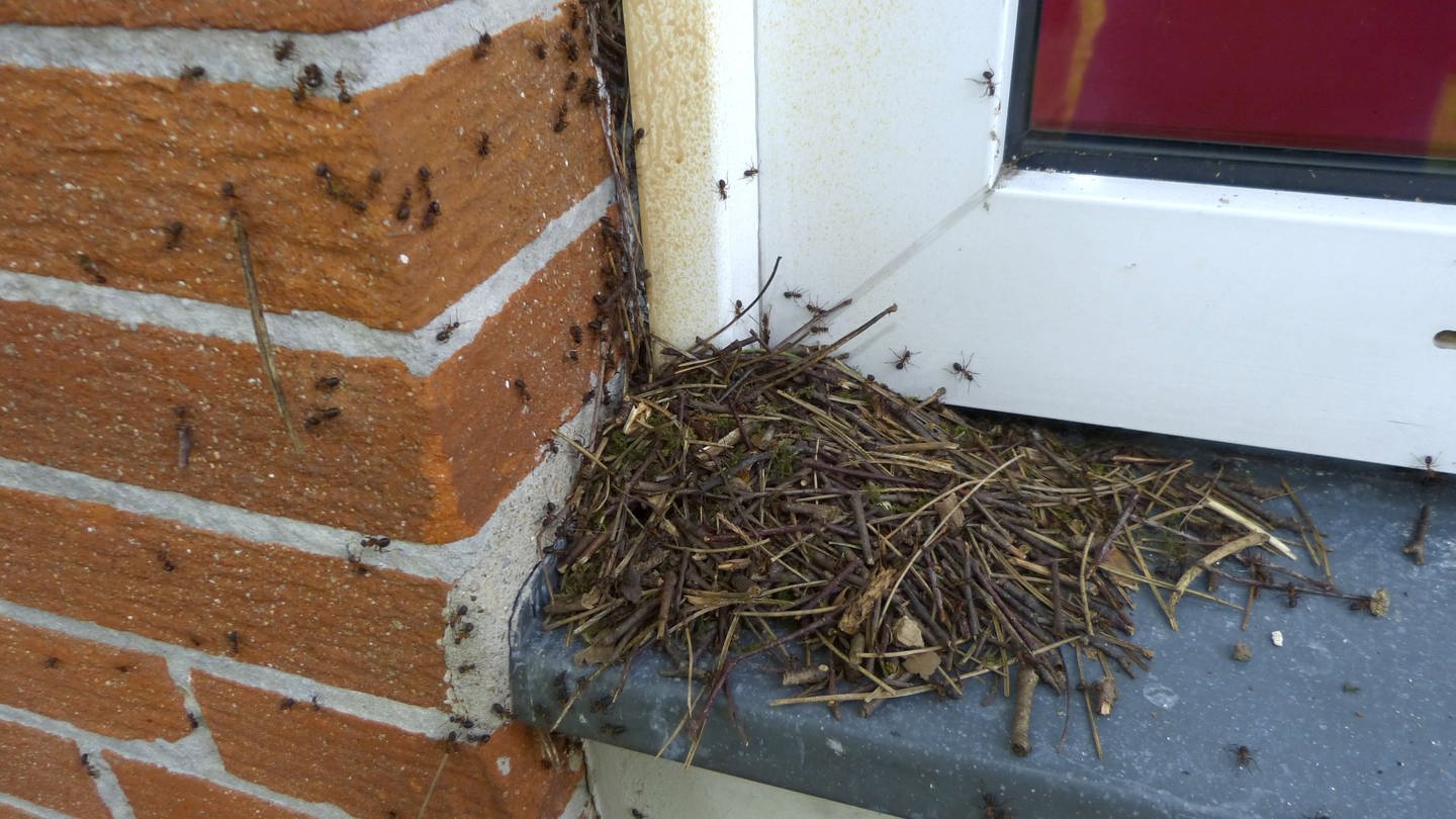 Ameisen besiedeln ein Haus. (Foto: dpa Bildfunk, Picture Alliance)