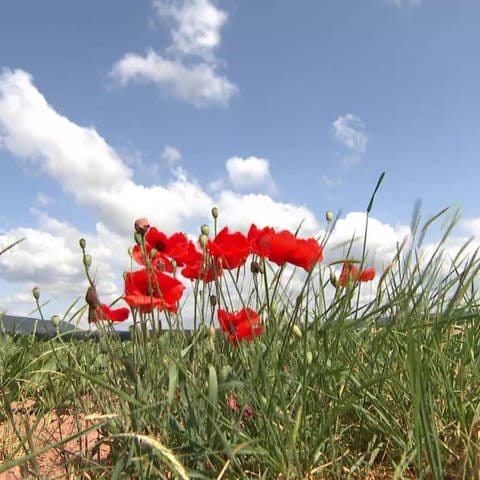 Rote Blumen in Weitersweiler