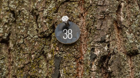 Für das  Baumkataster markierter Baum im Kreis Mainz-Bingen. (Foto: picture-alliance / Reportdienste, Picture Alliance)
