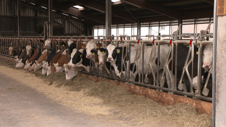 Es gibt immer weniger Milchkühe in RLP, aber Überproduktion an Milch
