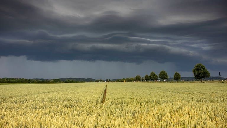Gewitterwolken ziehen über ein Getreidefeld.