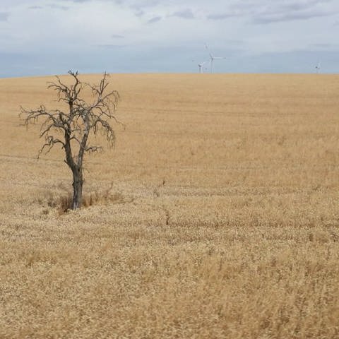 Ein augetrockneter Baum in einem Weizenfeld