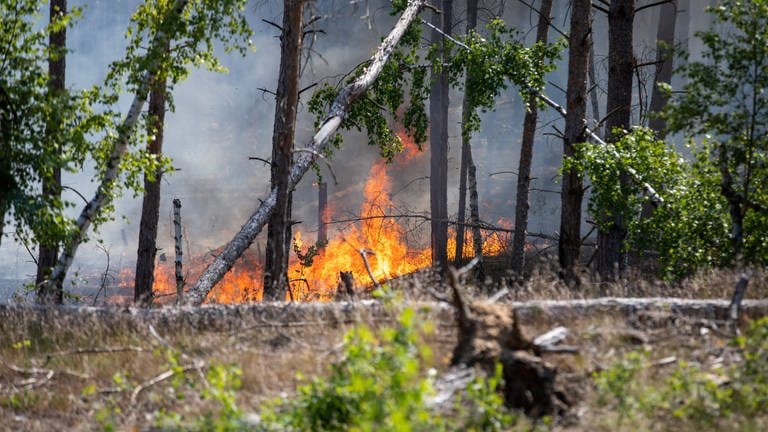 Aufgrund der Trockenheit und Hitze kommt es aktuell wieder vermehrt zu Waldbränden. 