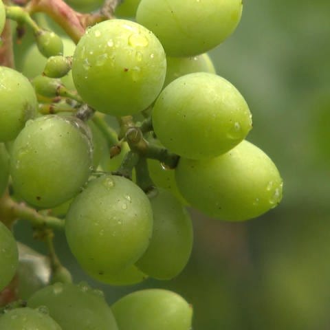 Nahaufnahme von Regentropfen auf grünen Weintrauben