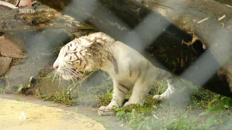 Weißes Tigerbaby