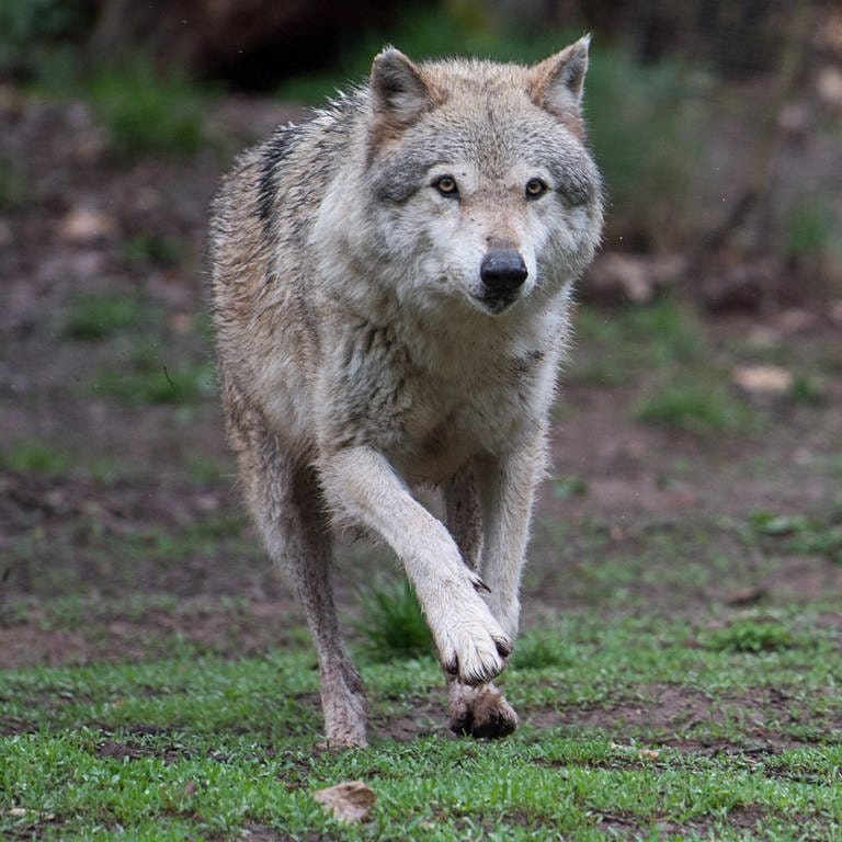 Ein Wolf streift durch den Wald (Foto: dpa Bildfunk, Picture Alliance)