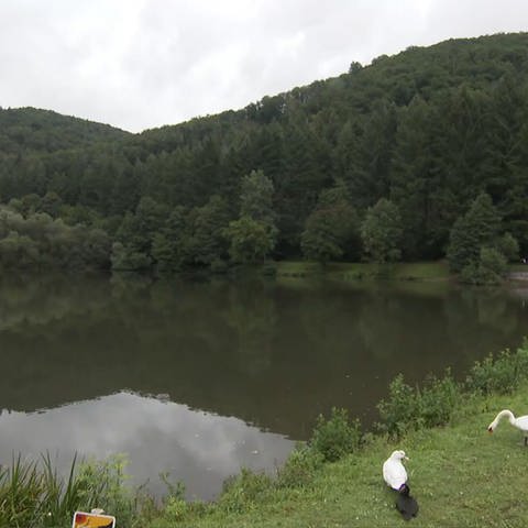 Schwäne und Enten am Ufer (Foto: SWR)