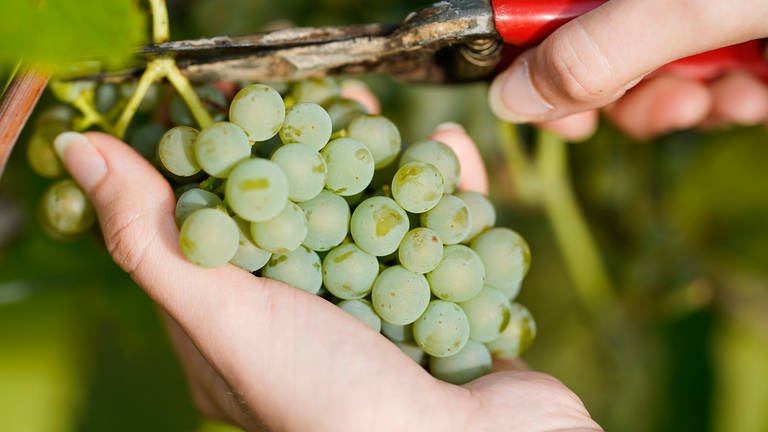 Weintrauben der Sorte Solaris werden beim Start der Weinlese im Weinberg der Weingebiet Manufaktur vom Rebstock geschnitten. (Foto: dpa Bildfunk, picture alliance/dpa | Uwe Anspach)