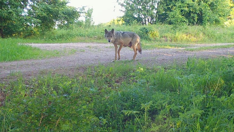 Symbolbild Ein Wolf hat im Kreis Altenkirchen einen speziell gesicherten Zaun überwunden.  (Foto: dpa Bildfunk, picture alliance/dpa/TMUEN | ---)