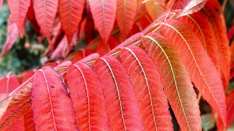 Blätter im Herbst (Foto: SWR, Judith Scherf)