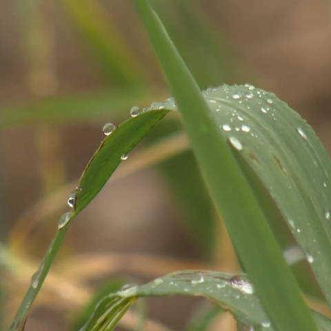 Regentropfen auf einem Blatt in Nahaufnahme