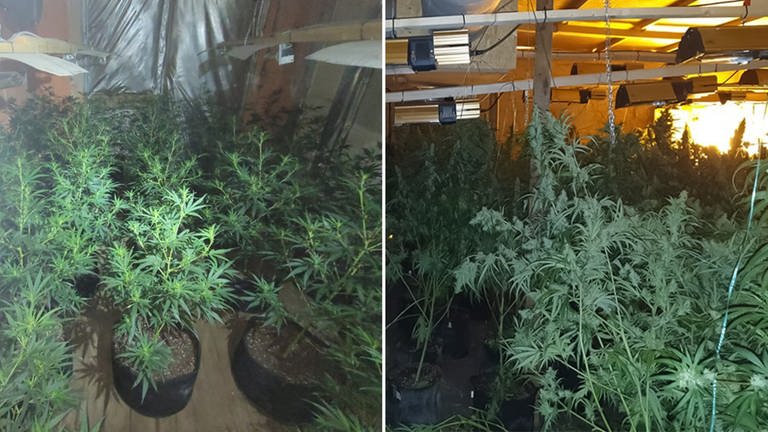 Ausgehobene Cannabis-Plantage