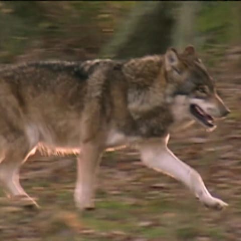 Wolf in seinem natürlichen Habitat (Foto: SWR, SWR)