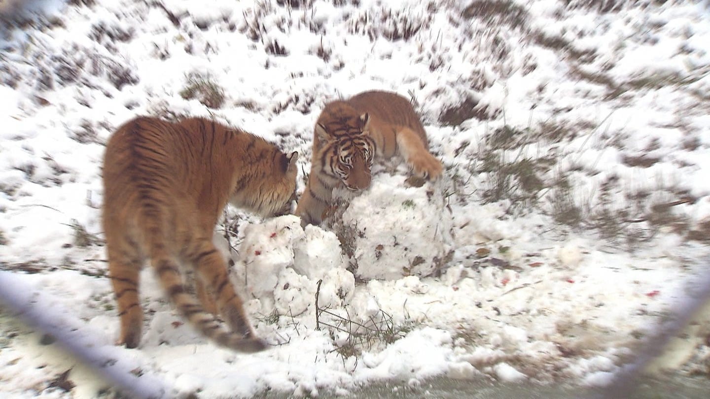 Tiger spielen im Schnee im Tier-Erlebnispark Bell im Hunsrück (Foto: SWR)