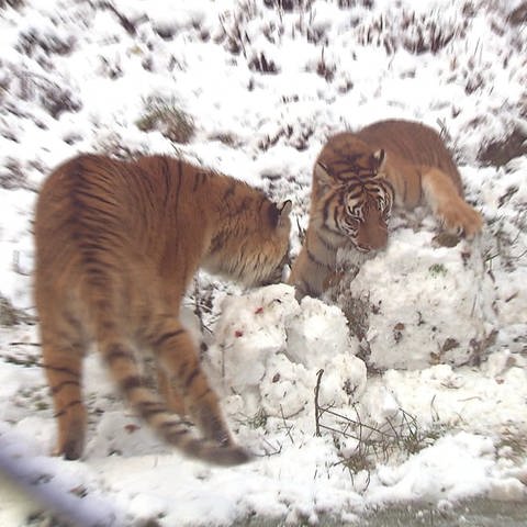 Tiger spielen im Schnee im Tier-Erlebnispark Bell im Hunsrück (Foto: SWR)