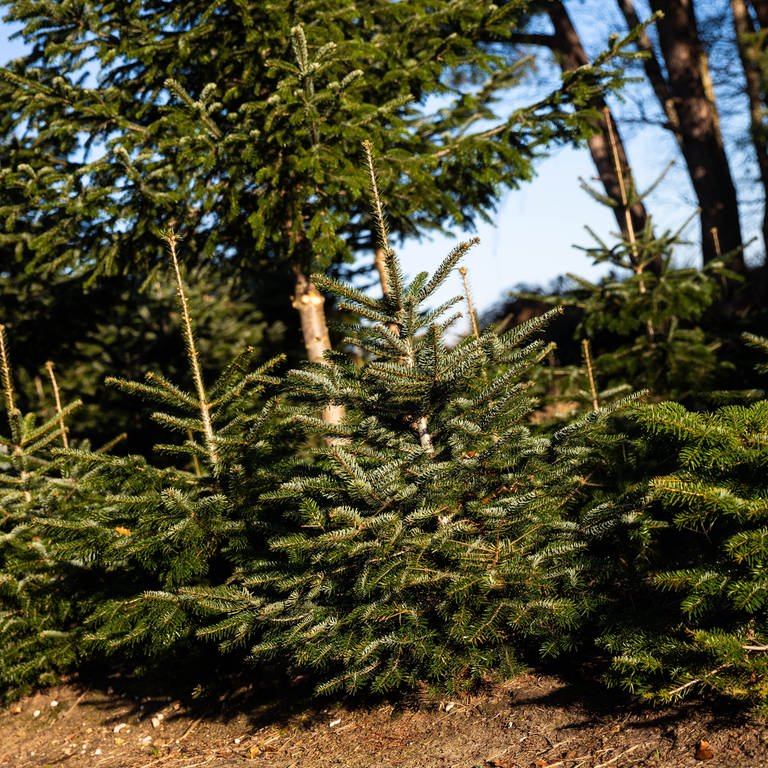 Weihnachtsbaumplantage (Foto: picture-alliance / Reportdienste, picture alliance/dpa | Moritz Frankenberg)
