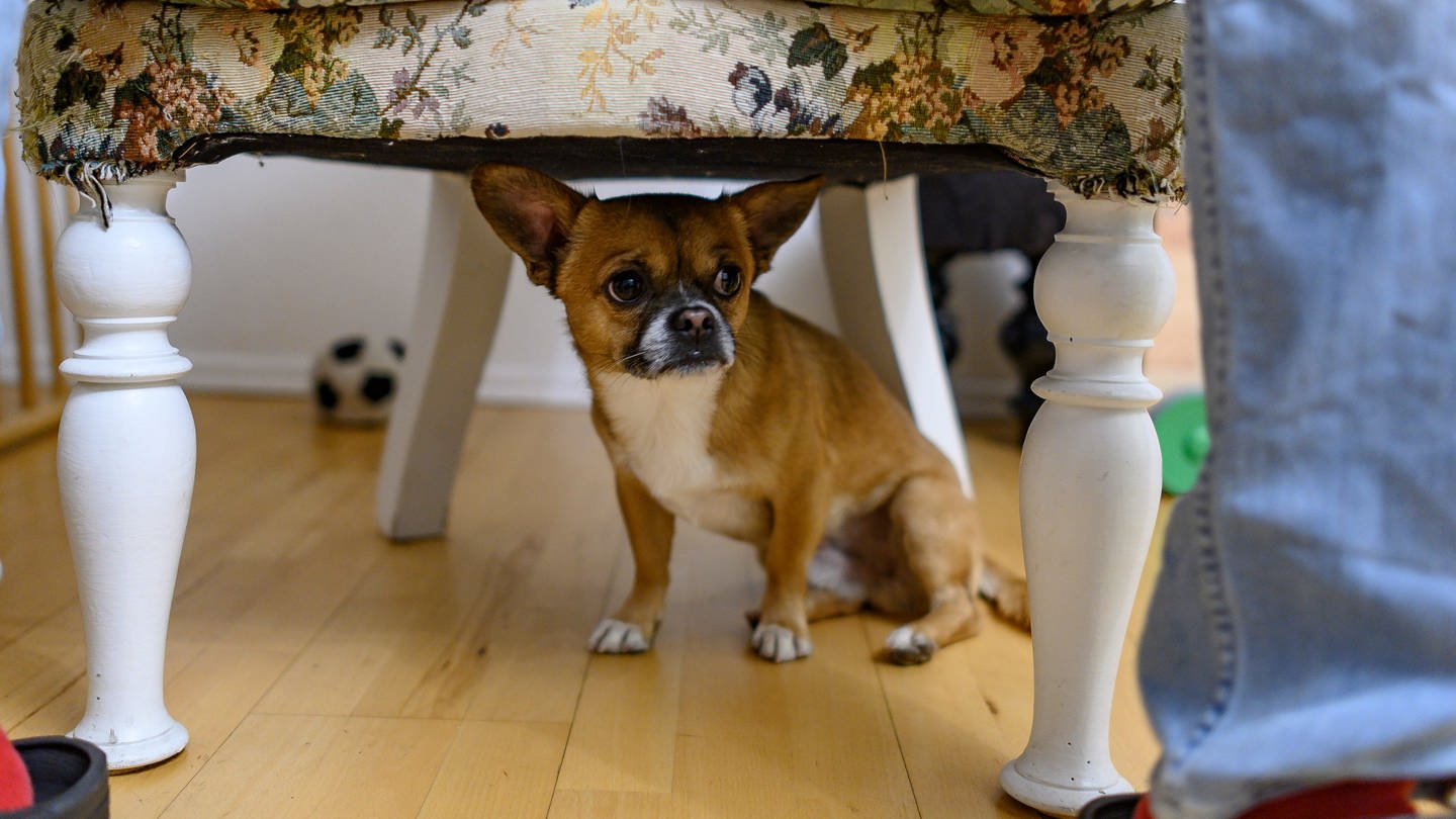 Ein kleiner Hund versteckt sich ängstlich an Silvester unter einem Stuhl. (Foto: dpa Bildfunk, dpa Themendienst | Daniel Maurer)