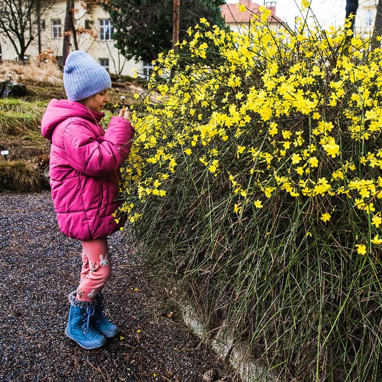 Die ersten Blumen des Frühlings blühem hier im Botanischen Garten an der Universität in Brünn, Tschechien. (Foto: dpa Bildfunk, CTK | Patrik Uhlir)