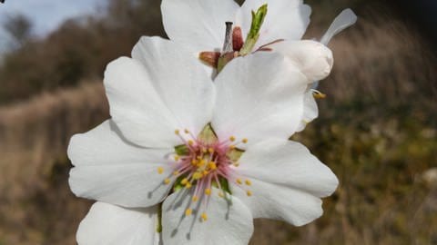 Eine Mandelblüte (Foto: Erwin Laubenstein)