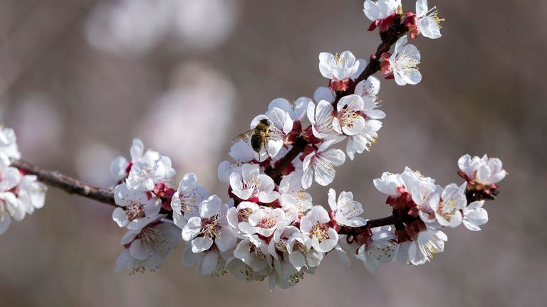 Ein blühender Obstbaum: Marillenblüte  Aprikosenblüte in der Wachau NÖ, Niederösterreich, Österreich.