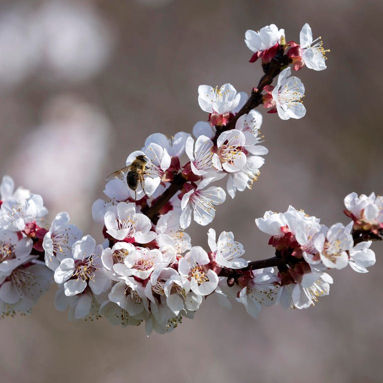 Ein blühender Obstbaum: Marillenblüte  Aprikosenblüte in der Wachau NÖ, Niederösterreich, Österreich. (Foto: dpa Bildfunk, CHROMORANGE | Weingartner-Foto)