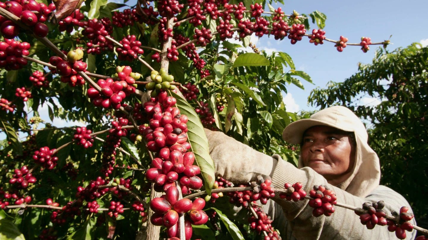 Frau auf Plantage bei der Kaffee-Ernte (Foto: IMAGO, IMAGO / Panthermedia IMAGO Bildnummer: 0164560222)