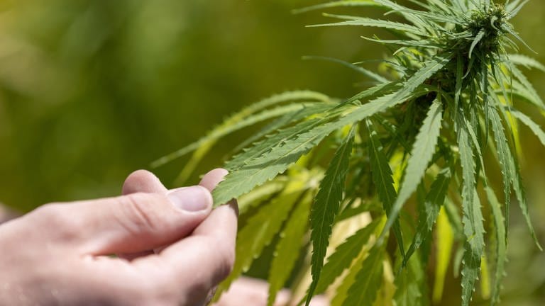 Cannabis teilweise legal