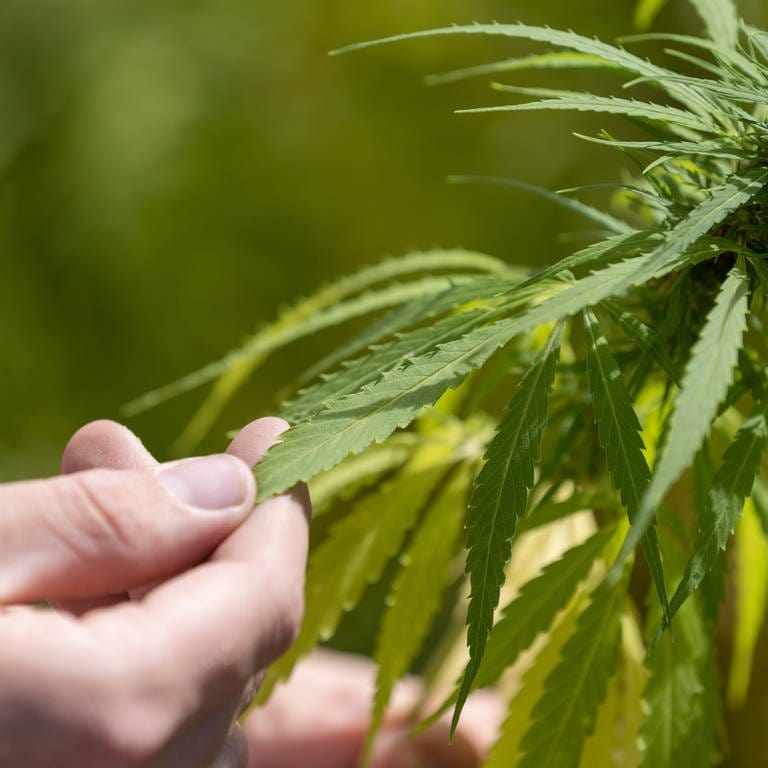 Cannabis teilweise legal (Foto: picture-alliance / Reportdienste, Picture Alliance)
