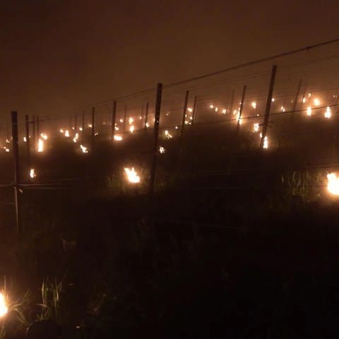 Feuer im Weinberg (Foto: SWR)