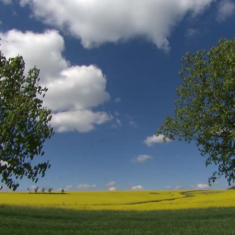 Weiße Wolken am blauen Himmel und zwei Bäume im Vordergrund