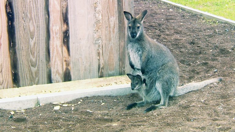 Känguru-Nachwuchs (Foto: SWR)