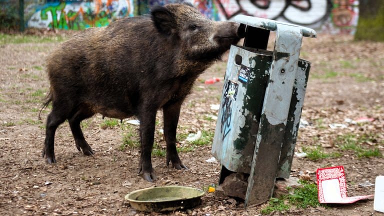 Wildschwein schnüffelt an einem Mülleimer - die Tiere nehmen werden zur Plage